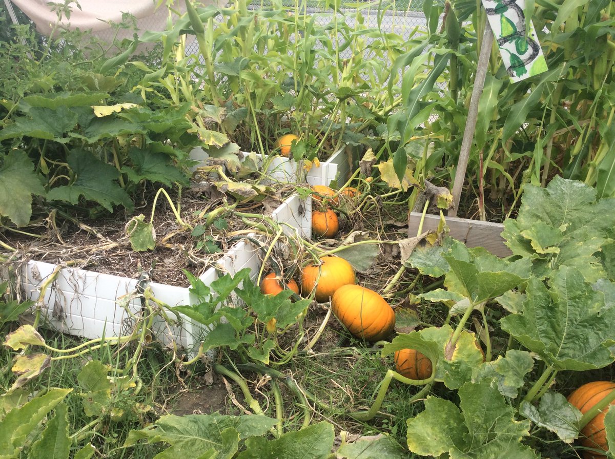 Thank you to the staff and volunteers that continue to tend the garden so it will be ready when the students return.