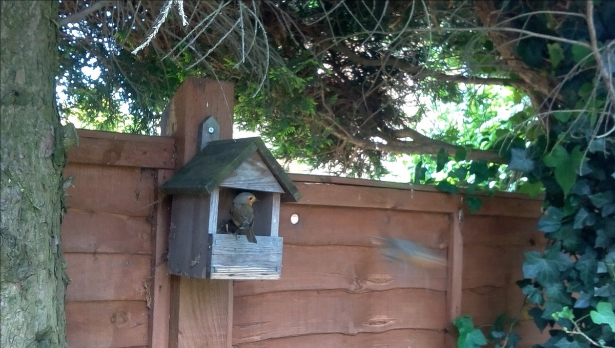 Fwings's tweet photo. #springwatch - Made a #MyNatureWatch camera with my 6 yr old girls for a lock down project after we noticed some robins making a nest.   Is this not a bit late for a new nests now, think the eggs were laid about 4 days ago?? https://t.co/gdsG8cqCMc