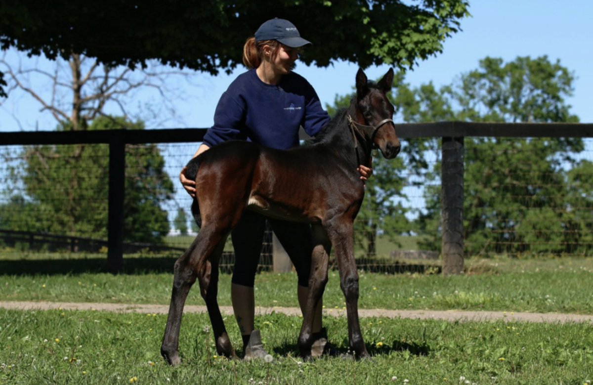 5 days old filly, Fourth Dimension-Nalda Nof ♥️
3/4-sister in blood to Hell Bent For Am, Gr. 1 winner on Sunday. ☑️