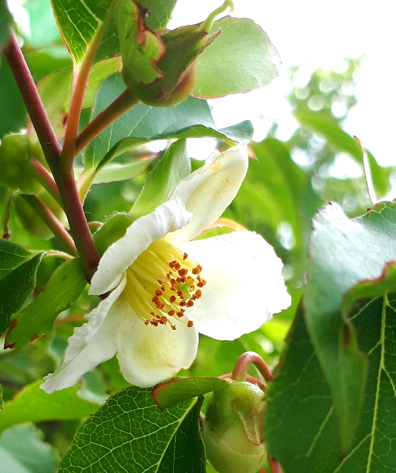 ちこり 産地直送 Fwf おはようございます ヒメシャラの木と花 風がなかなか止まなくて大変だった 一応空を見上げて撮った 笑 花言葉は 愛らしさ と 謙虚 良い一日を ヒメシャラ 姫沙羅 サルタノキ 小夏椿 沙羅の