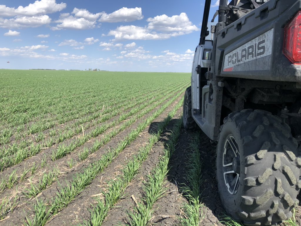 field2fieldag's tweet image. There’s just something really awesome about scouting a great stand of spring wheat for weed control timing. #scout2020 #agronomynerd #WestCdnAg