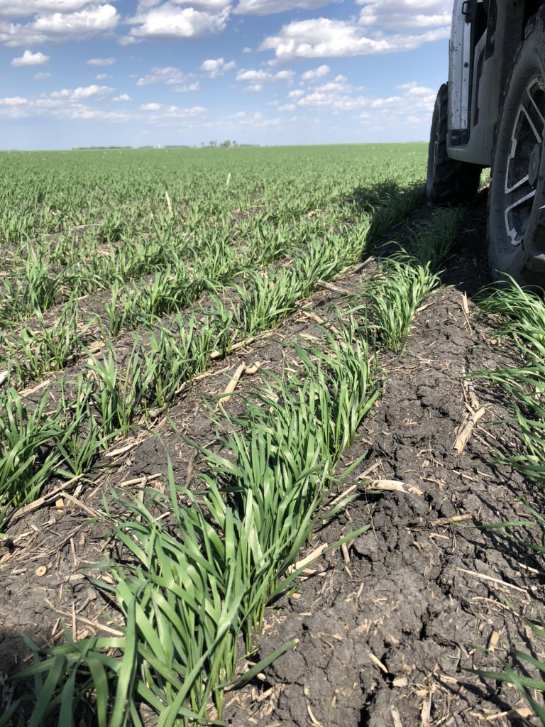 field2fieldag's tweet image. There’s just something really awesome about scouting a great stand of spring wheat for weed control timing. #scout2020 #agronomynerd #WestCdnAg
