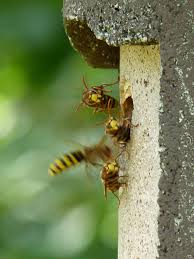 EnviroCare's tweet image. Despite what you see on the social media, the non-native European hornet is the only “true hornet” found in Ohio. European hornets construct paper nests that may look similar to the bald-faced hornet nests. They are found in hollow trees and walls of our home! 🐝#hornetcontrol