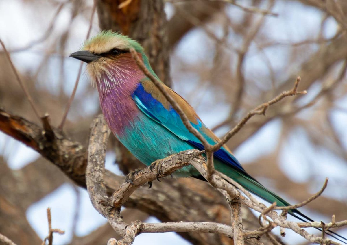 I hope y'all don't mind me posting some #BlackBirdersWeek pics.

Nature is my favorite place to be, &amp; I've been fortunate enough use my PhD to travel &amp; be #BlackInNature across the world. Photography lets me capture a piece of Nature to share with others who can't travel with me