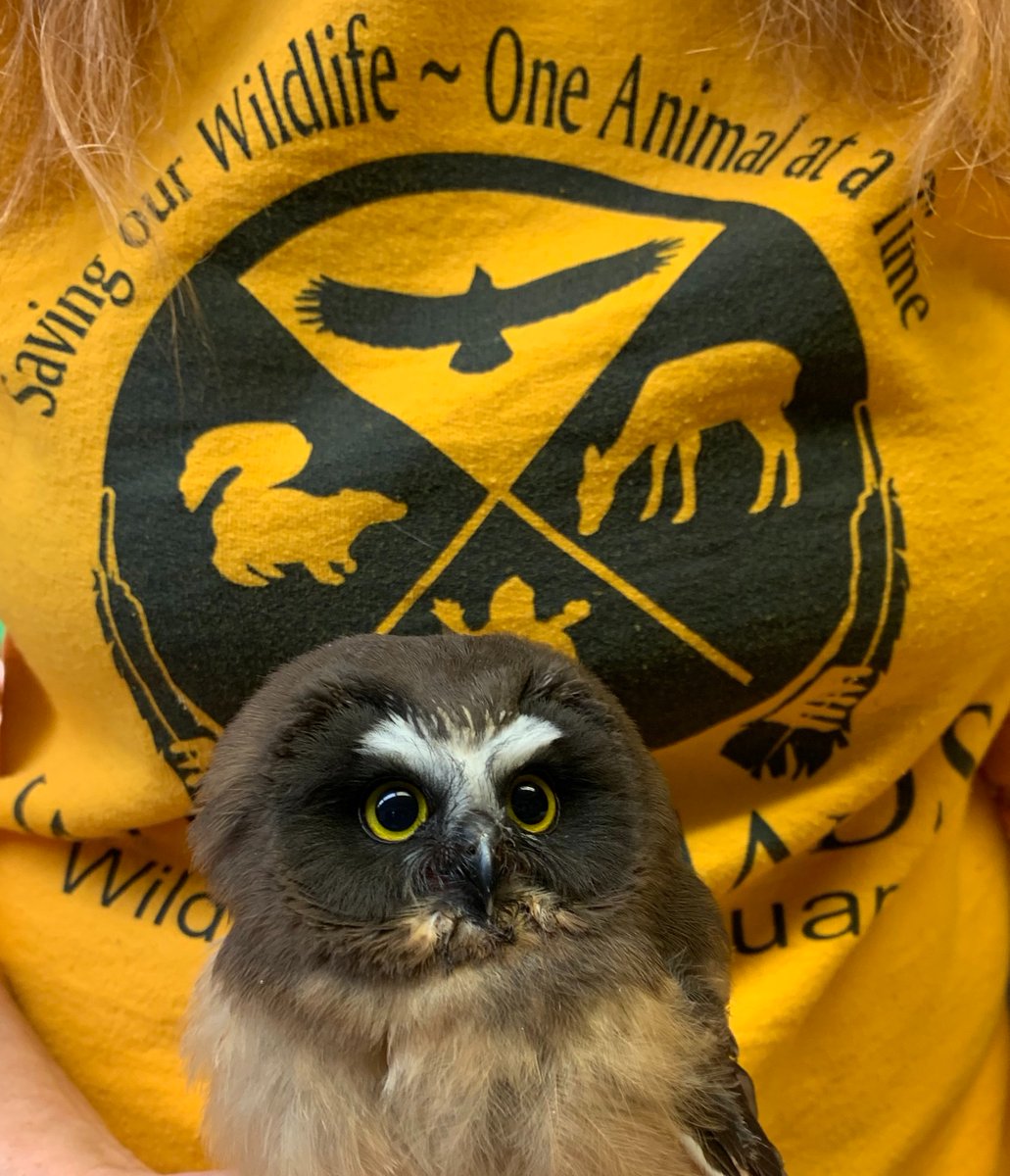 WWSanctuary's tweet photo. This Saw-Whet owl fledging was attacked by ravens. Poor thing. Thank goodness for his rescuers. 

He’s missing some feathers and was roughed up a bit but he’ll be okay. He’ll have some great stories to take back to the forest! https://t.co/sDu52alaqy