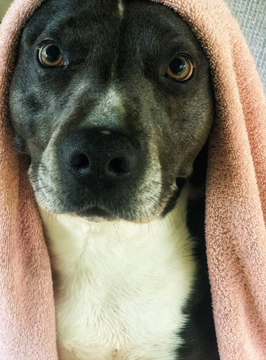 nigelspilot's tweet photo. My name is Akeelah, and I hate baths. https://t.co/JKEWDTQTCF