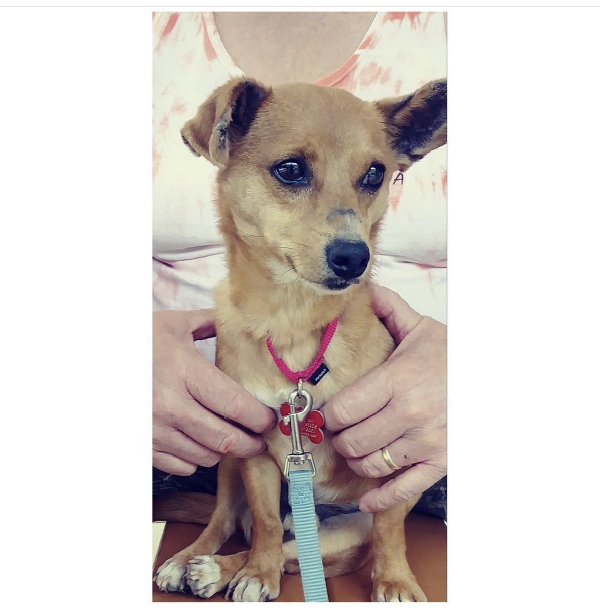 Name:  ELWAY CSEA (male)
Age:  born about July 2017 (we think)
Breed:  Chihuahua Mix (we think)

Details-  Happy. Social. Fun. Foster mom says he is a kisser and is great with other dogs. 
For adoption information please go to joyfulrescues.org