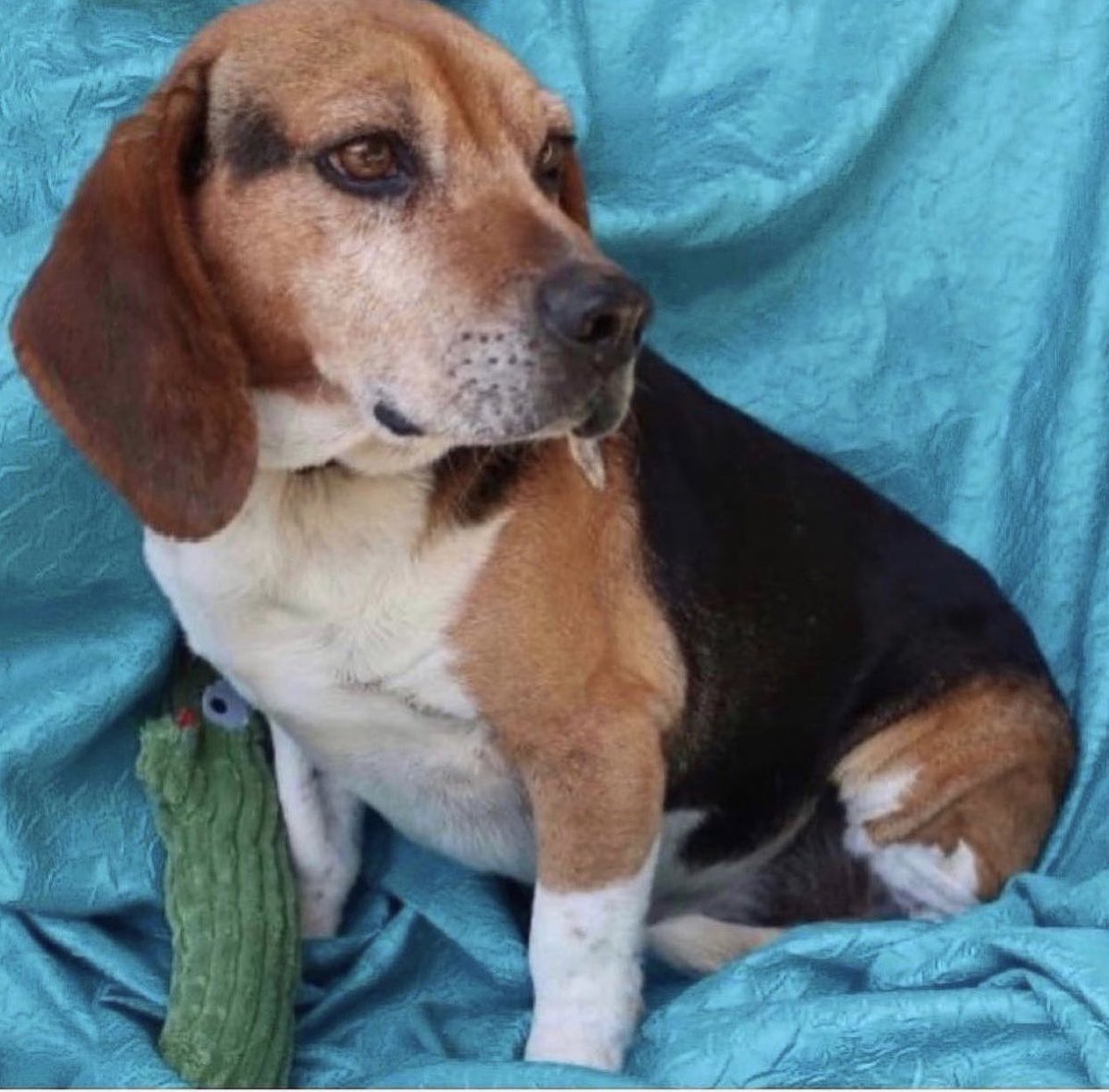 Name:  BUGSY
Born:  About June 2015
Breed:  Beagle mix (we think)

Adores humans. Good with other dogs. Happy. 
For adoption information please go to joyfulrescues.org