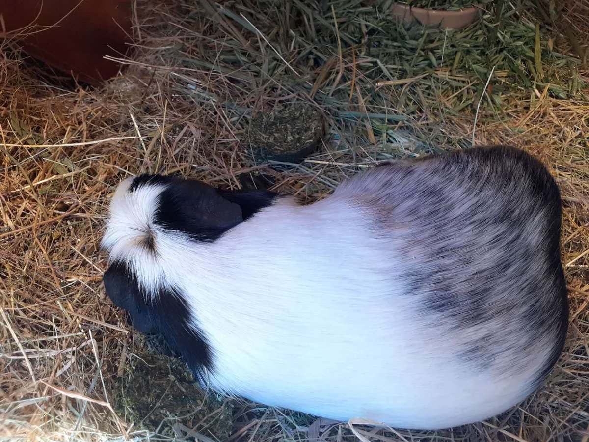 Tues 2 June (Day 56 working from home)Just a little birds eye view of my little Juno, who's gone all dopey and potato-like in this heat!I love the little crest on her head - a ridiculous little quirk many piggies have - there is genuinely a crested breed! #PigOfTheDay