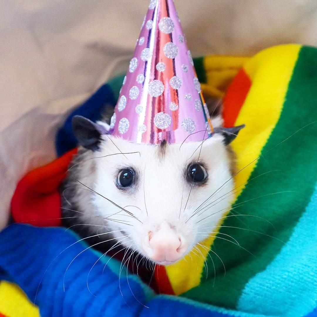  Put on my party hat to say Happy Birthday Andy Cohen! 