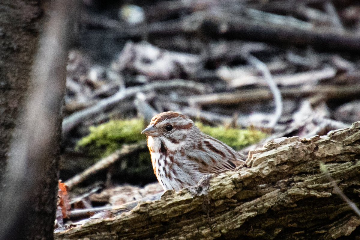 Some #BlackBirdersWeek pics from closer to home.

I feel whole when I'm #BlackInNature, but I recognize the difference in how I'm treated compared to others. In 🇨🇦, 🇺🇲, and 🇬🇧 Ive seen how differently people treat me when I'm birding/hiking alone vs with other (white) friends