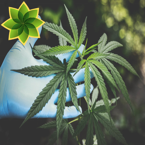 CannabiMedia's tweet photo. Cannabis vs. THC
La inmensa mayoría de los estudios clínicos que apoyan la utilización terapéutica de lo que habitualmente llamamos “cannabis” se han llevado a cabo en realidad con cannabinoides.
¿Quieres saber mas?
https://t.co/PGumDsBhMB https://t.co/EOiLk4CQp8