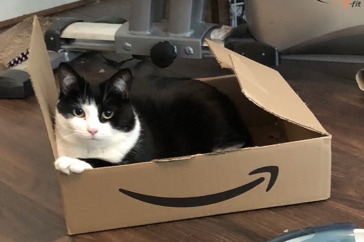 lampwireslayer's tweet photo. Paws up if you love a box 📦 https://t.co/iiwIMSCKGZ