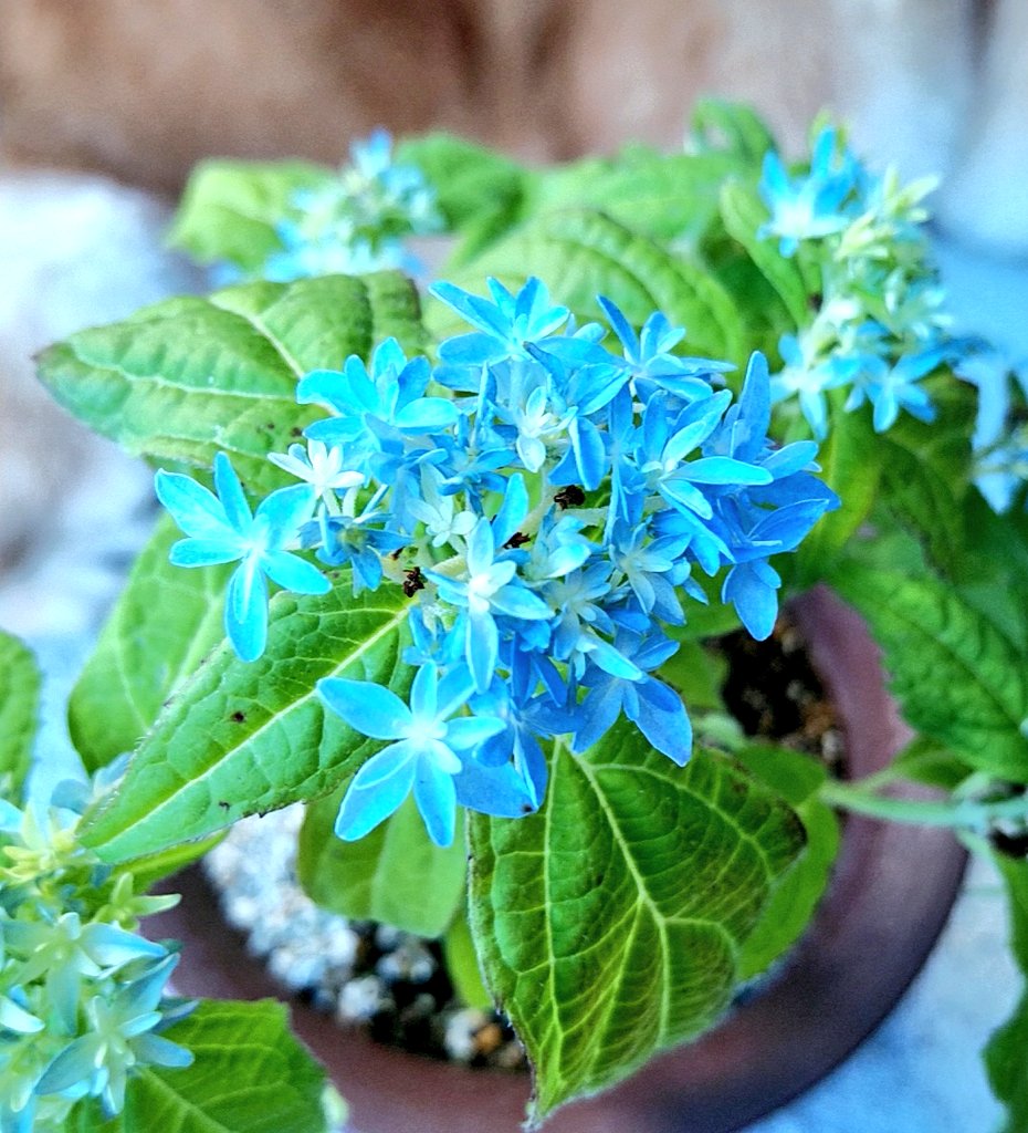 錬と母ちゃん 去年惚れ込んで買った山あじさい 少し花が小さかったけど 綺麗に咲いてくれました 今年もありがとう 今日も元気でありがとう 土佐のまほろば 山あじさい 和の佇まい T Co Z7wcyb7ly3 Twitter 錬と母ちゃん 去年惚れ込んで買った山あじさい 少し花が小さかったけど 綺麗に咲いてくれました 今年もありがとう 今日も元気でありがとう 土佐のまほろば 山あじさい 和の佇まい T Co Z7wcyb7ly3 Twitter