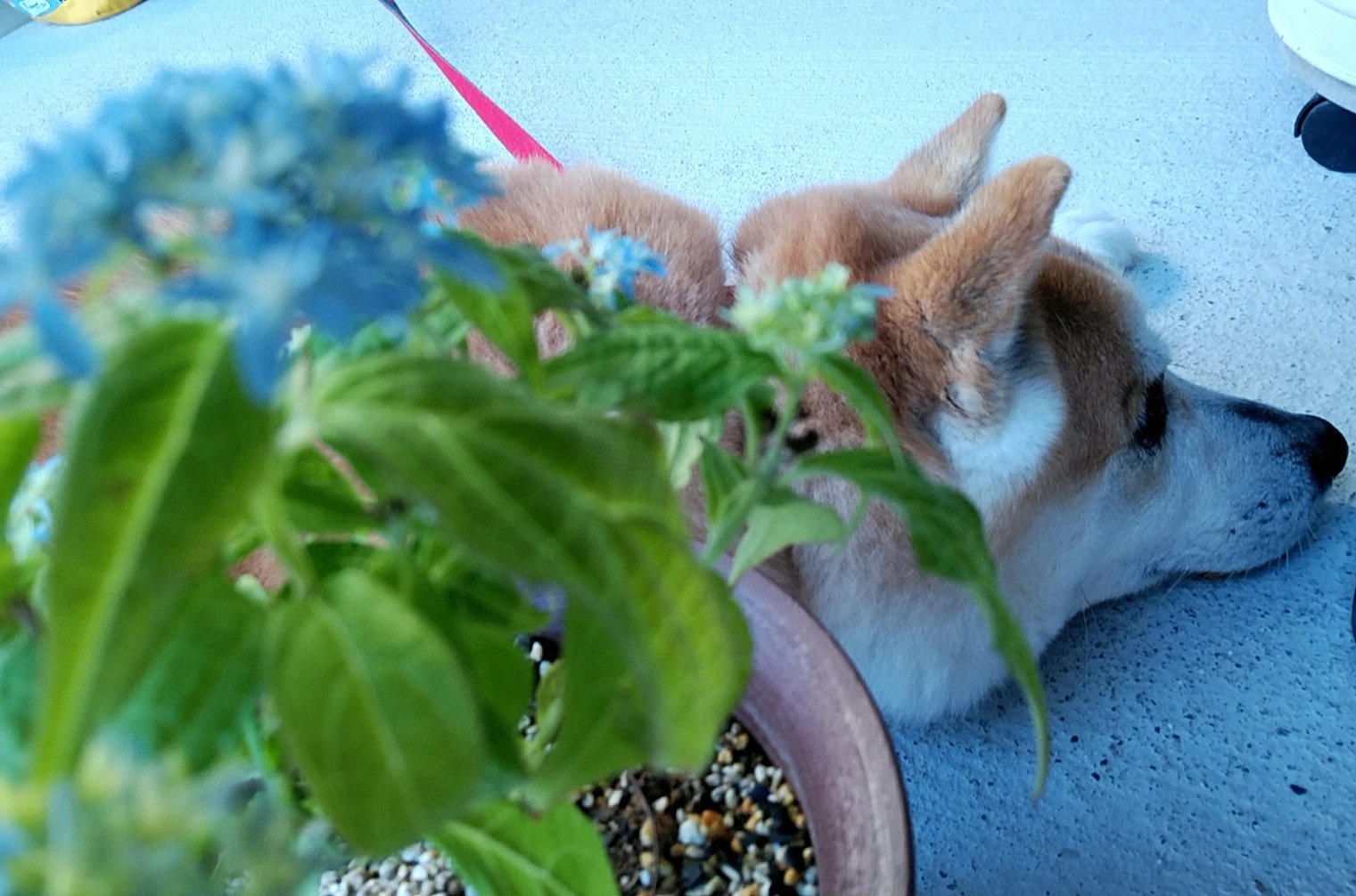 錬と母ちゃん 去年惚れ込んで買った山あじさい 少し花が小さかったけど 綺麗に咲いてくれました 今年もありがとう 今日も元気でありがとう 土佐のまほろば 山あじさい 和の佇まい T Co Z7wcyb7ly3 Twitter