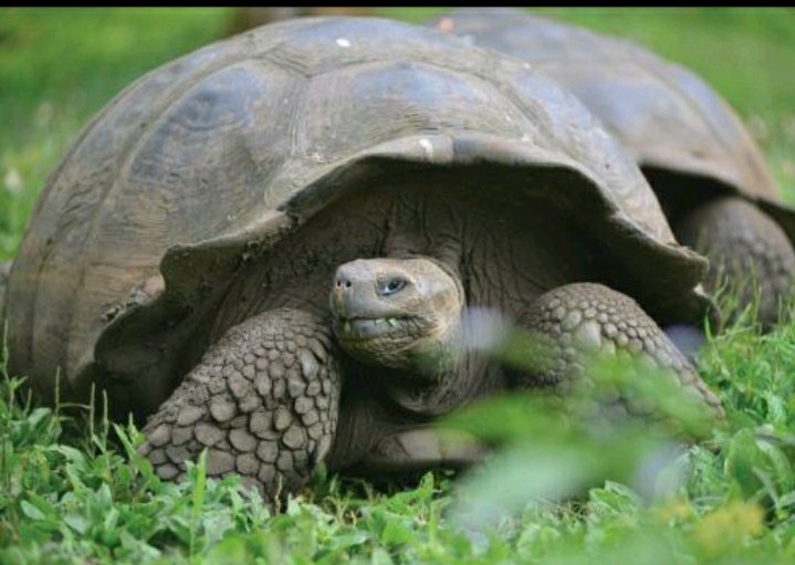 ingyeremy's tweet photo. Aún año que fui a #galápagos una experiencia súper linda. En donde pude conocer gente bella de espritu ..#SantaCruz
Donde pude conocer a una bella persona que a pesar de todo siempre ha estado conmigo..y me dado fuerza..a seguir..para ti #MGAL I love you..forever https://t.co/wX9Ijf2r0h