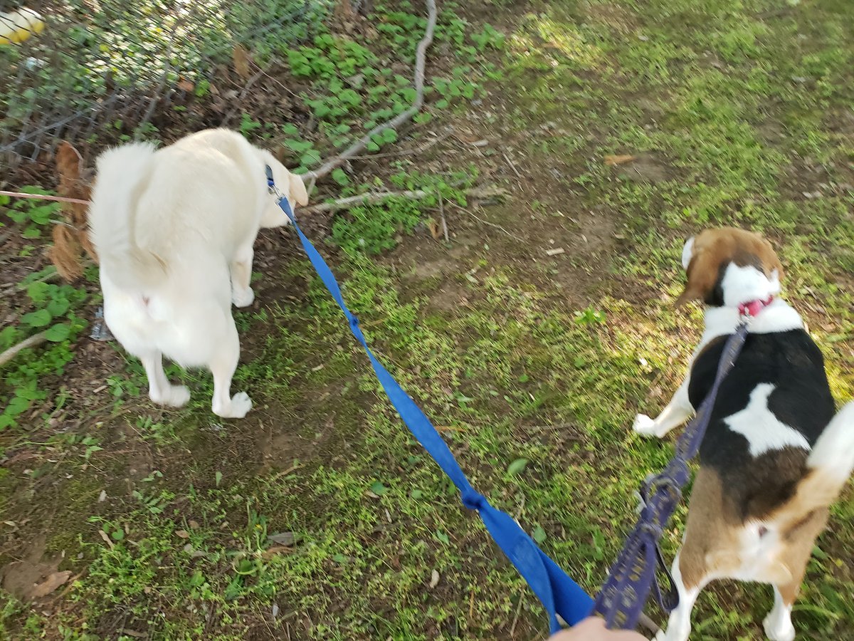 DawnWhiteNews's tweet photo. What are you doing with your pets during the warmer weather?
Houston the #labrashepherd and Waffles the #Beagle #rescuedogs love their long walks!
#AdoptDontShop #AdoptDontBuy #DogsofTwittter #dog #beagles #beaglesoftwitter #labrador #labradorretriever #GermanShepherd #GSD https://t.co/jcFkUyn24C