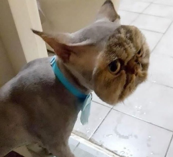 Кот голова и хвост. Гибрид кота и рыбы. Кот голова и хвост. Смешные стрижки кошек. Смешные стрижки котов.