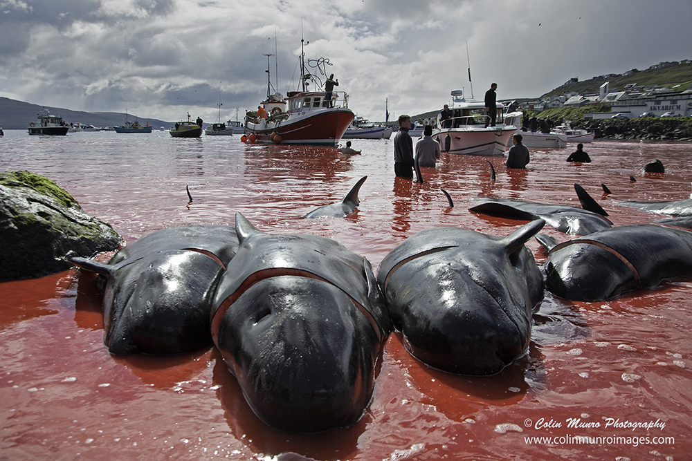 I wrote this article a while back, but have just published on Medium.  The Grind. Is campaigning for it to stop or condemning it on social media hypocritical? link.medium.com/vDyfnN6u06 #Faroeislandswhaling #grind #pilotwhales