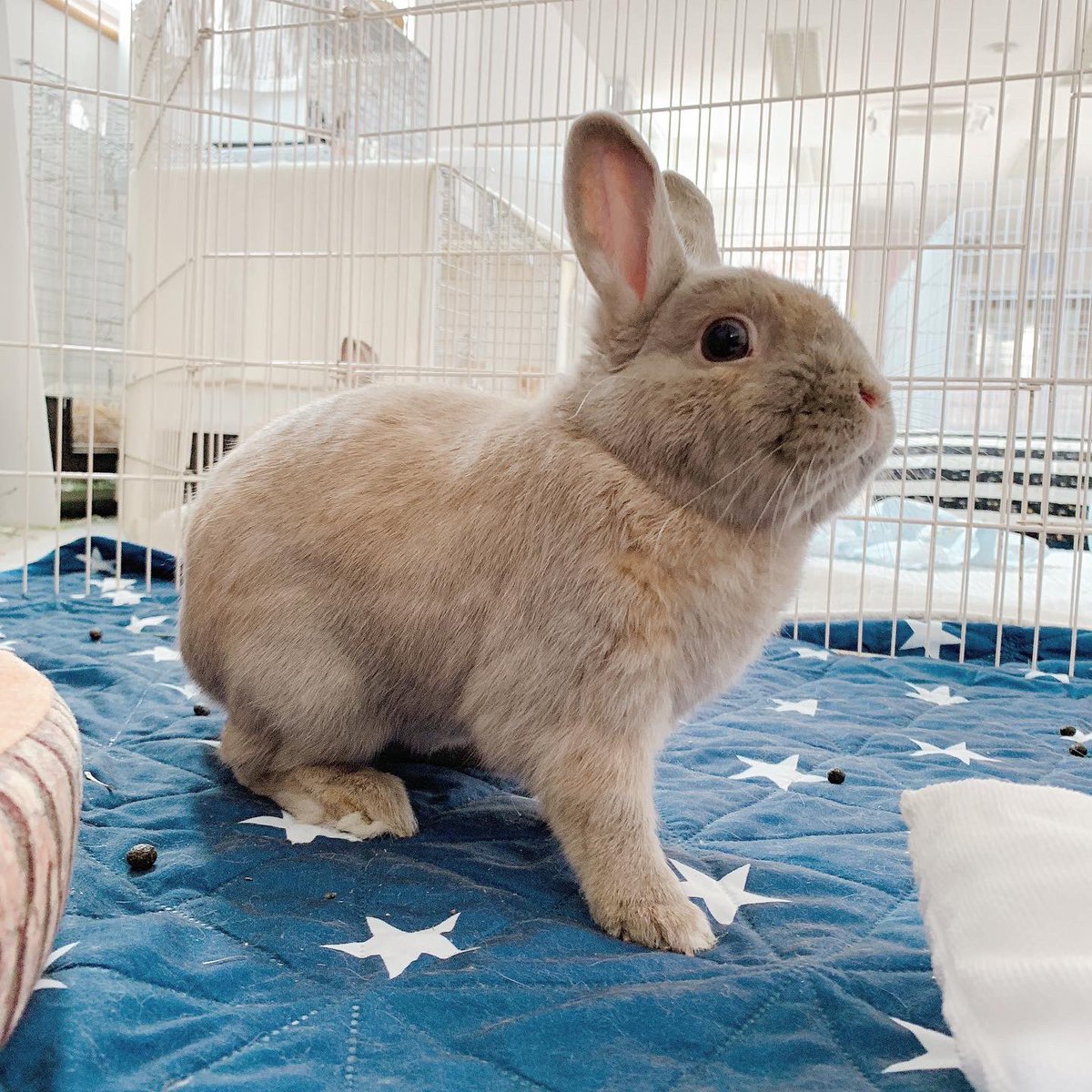 Save The Rabbits A Twitter そこおしっこ溜まりあったよ モアナ写真撮っていたらお尻が湿ってることに気づく うさぎのモアナ お世話あるある 誰かのおしっこ 里親募集中 保護うさぎ 兵庫県