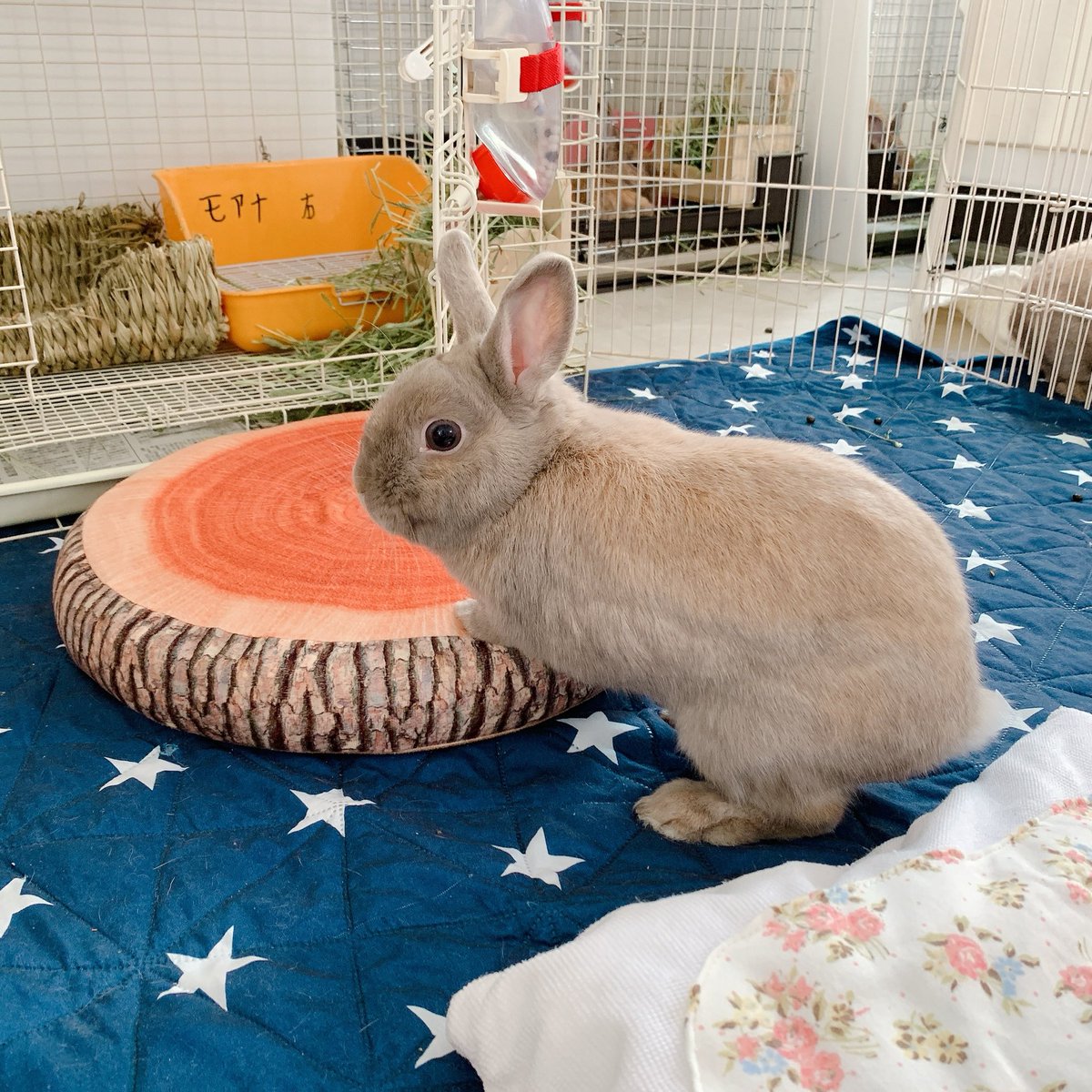 Save The Rabbits A Twitter そこおしっこ溜まりあったよ モアナ写真撮っていたらお尻が湿ってることに気づく うさぎのモアナ お世話あるある 誰かのおしっこ 里親募集中 保護うさぎ 兵庫県