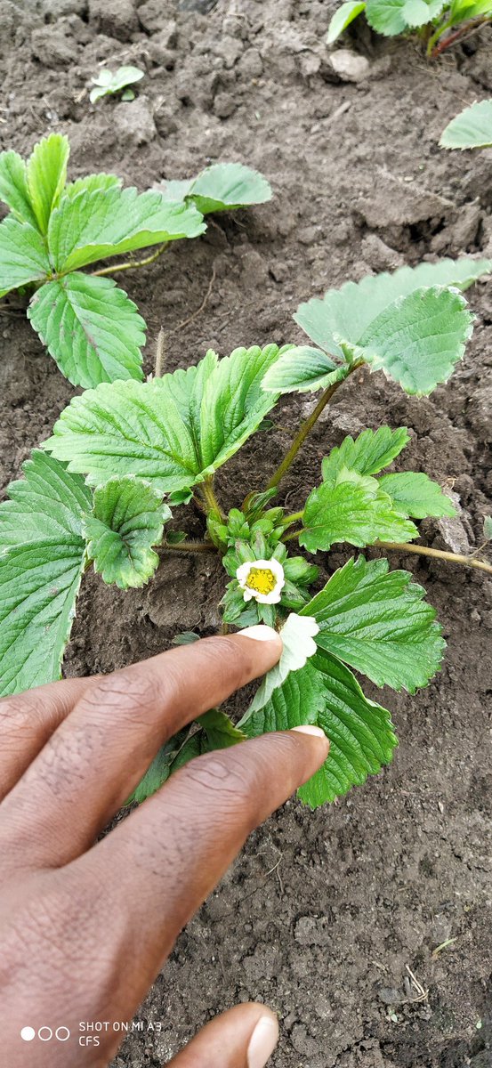 Central Farming Solutions 🇲🇼 tweet media