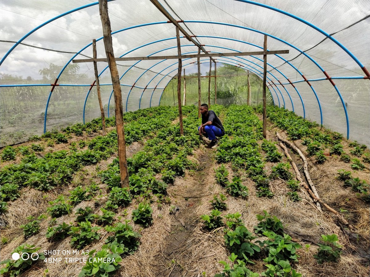 Central Farming Solutions 🇲🇼 tweet media