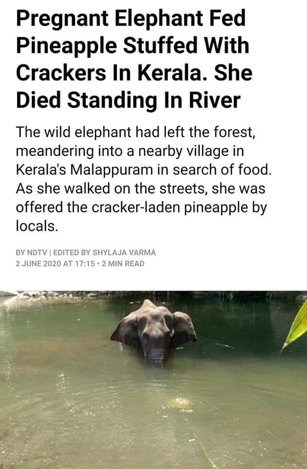 Jinterestinglysimilar On Twitter Elephant What Those Locals Did