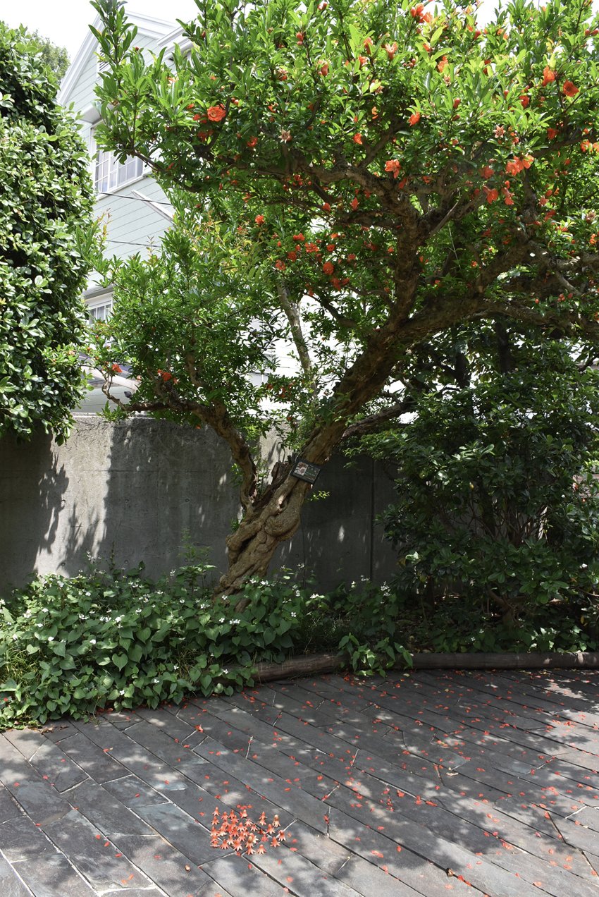 武者小路実篤記念館公式 タコさんウインナー ざくろの花の 花びらが散った後の子房部分です 実篤公園にいらした小さなお子さんが並べて行き その後いらした別のお子さんも続いて並べてくれて 可愛い風景が出現しました T Co 4fryqxeova