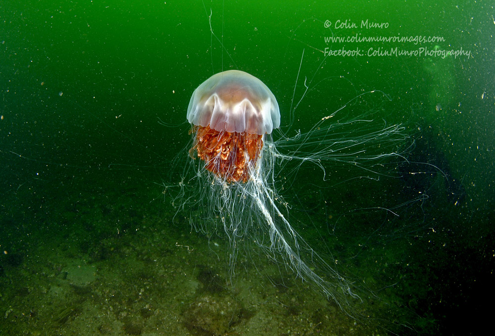 I've just published this article on Lion's Mane Jellyfish on Medium.  It can be read for free using this link.  medium.com/@colindmunro/t… #lionsmanejellyfish #lionsmanejelly #jellyfish
