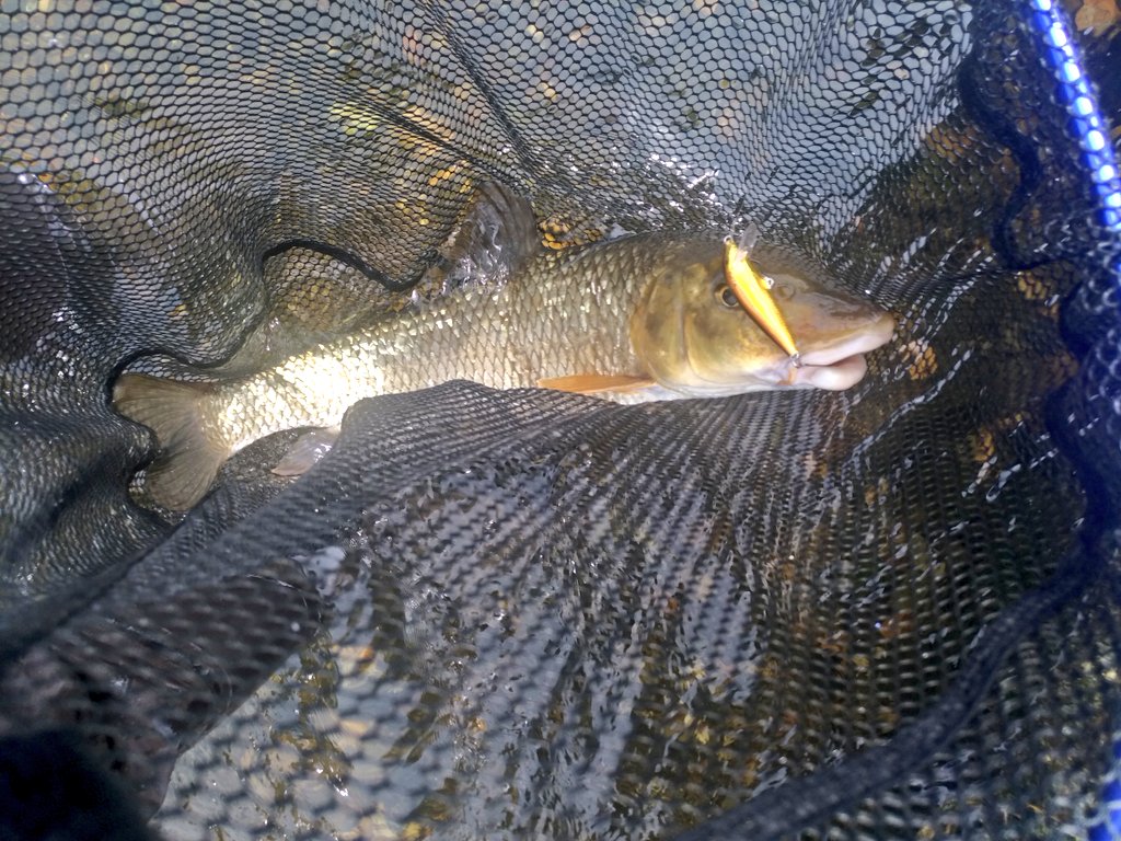 てぃきさん ニゴイとラパラの人 ラパラマン マイポイントにて似ごいをゲットする ラパラ カウントダウン Cd7 ニゴイ ニゴイング