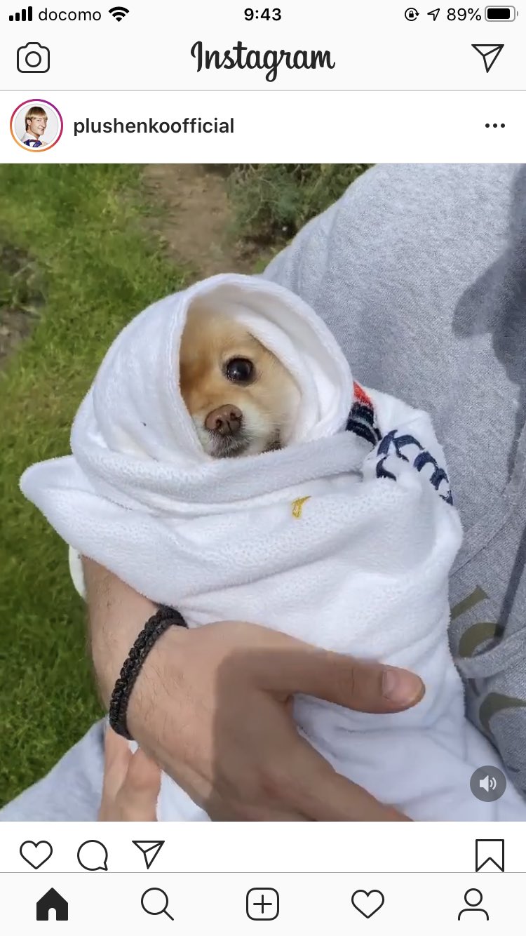 山本紗江 プルシェンコ選手のインスタ 小さい赤子を抱えてあやしてる姿で微笑ましかったんだけど近寄ったらチワワ T Co Ras42b2tjm Twitter