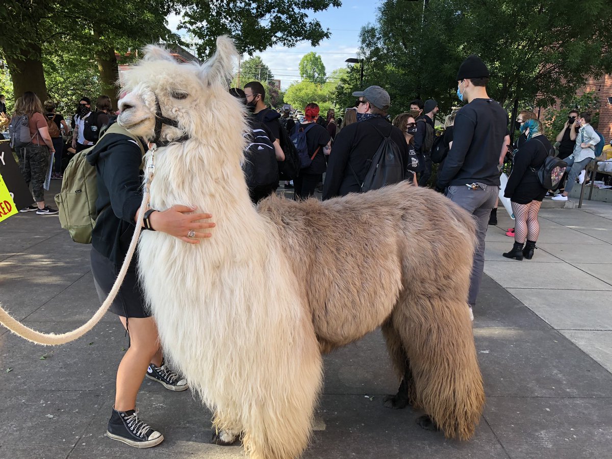 Please excuse the break in travel news and nature photos, as I cover tonight’s protest in Portland. It begins, pleasantly enough, with a llama.