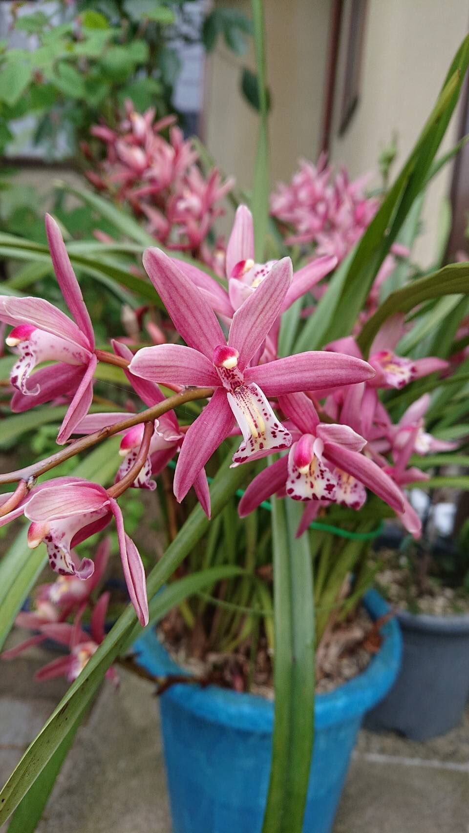 神戸大学ガーデニングクラブつちのこ 今回紹介する植物はシンビジウム ラン科シュンラン属 シンビジウム属 開花時期 12 4月 暑さに強く ランの中でも丈夫な種類なので 初心者でも比較的育てやすい花です 多年草なので 管理次第では毎年花を