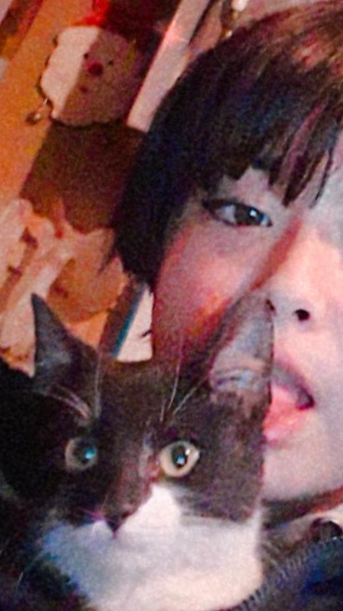 CatuchiUwu's tweet photo. tengo muchos gatos :c❤ https://t.co/ST4lKzMs4o