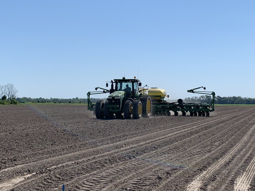Last corn plot of 2020