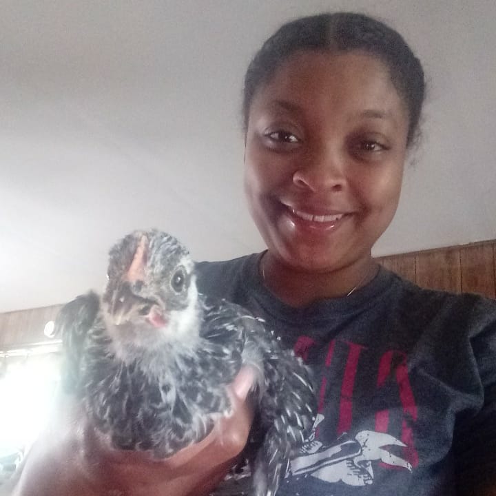 QueenJadeM's tweet photo. 💎Hidden Gem Homestead💎
#IAmBlackAgriculture #MuvaHen #ChasingChicken #ChickenMuva #HealthyHens #HappyHens #OrganicLife #CityGirl #CountrySpirit #GardeningGoddess #BlackAgriculturalist #BlackHomestead #OrganicEggs #HappyHomestead #HealthyHomestead #MichiganHomestead https://t.co/myb1FYhODB