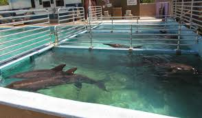Christo69874181's tweet photo. "Dolphin captivity captures and holds wild dolphins for their benefit to the human race. Instilling abuse and psychological and physiological trauma, the problem opposes the common existences of ethical standards within any human activity." (Christopher Calvillo)
#39canimals https://t.co/QOATPBtCNc