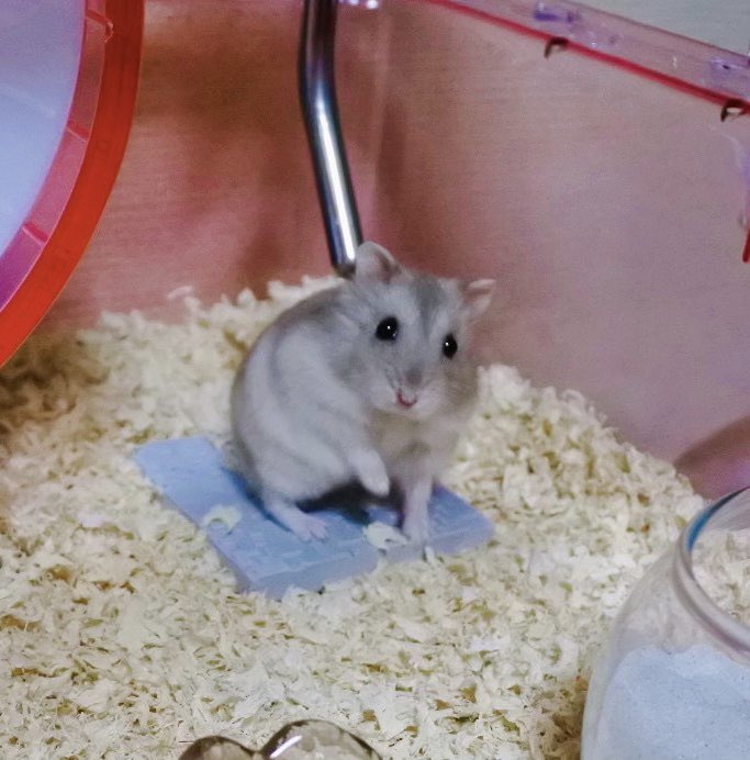 おもちと玄 Omochi Gen Hamu Twitter