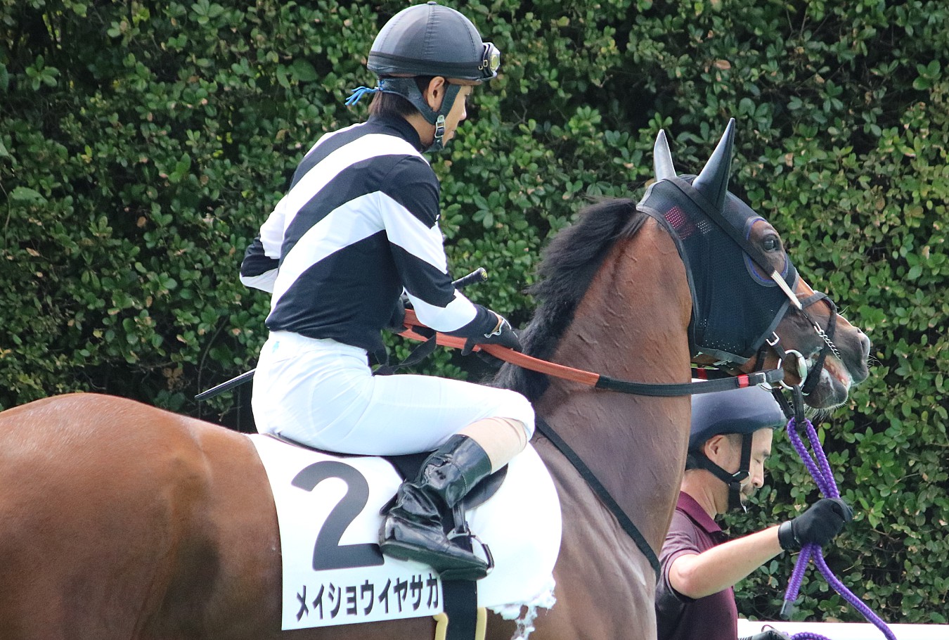 競馬 勝負服 トウショウボーイ トウショウボーイ (Tosho Boy) | 競走馬データ - netkeiba