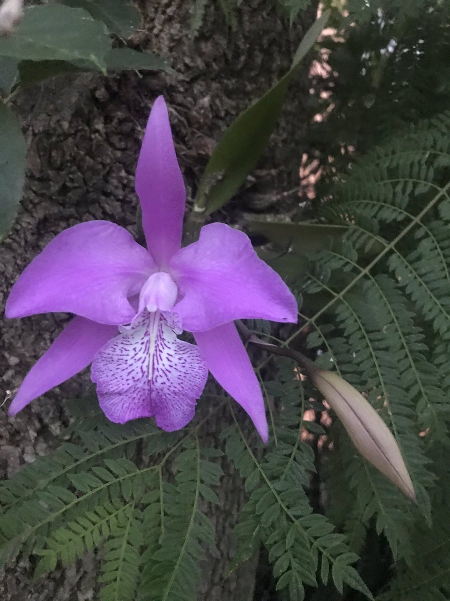 rogeliocdiga's tweet photo. #Orquídea en un árbol de #Jacaranda #Orchids 🇲🇽 https://t.co/61SJvFXYFo