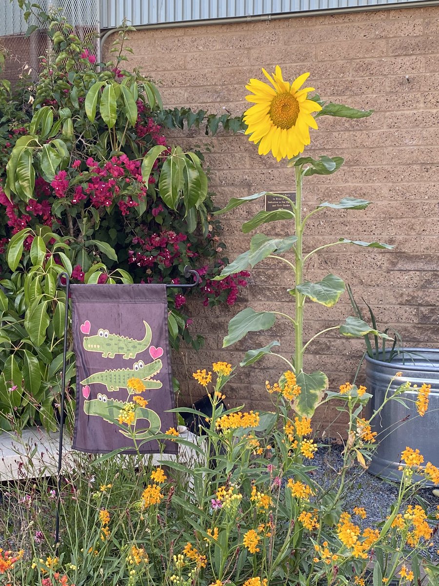 AvocadoWiley's tweet photo. Avocado’s garden is cheerful and thriving. Thank you to all our garden club friends who planted seeds and bulbs this year! @AvocadoPTA @avocadogators @beth_devos https://t.co/eeBpSZM2dV