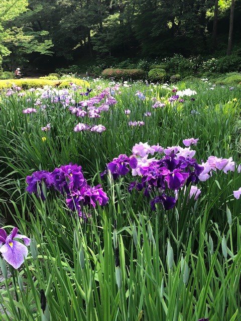 machidaguide's tweet photo. 【今日の薬師池】花ショウブは590株開花しています。
一度に咲く株数は最大で1000~1100株なので、だいぶ咲いてきました。
#四季彩の杜 #花ショウブ #町田 #薬師池 https://t.co/zpiywJTGWN