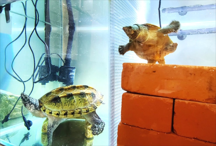 トロピカ 東京アクアガーデン 亀ってかわいいね カメ水槽をメンテナンス T Co Yywgfjpgve ポーズが面白い 艸 水槽 メンテナンス 亀 アクアガーデン トロピカ 東京アクアガーデン 亀ってかわいいね カメ水槽をメンテナンス T Co Yywgfjpgve ポーズが面白い 艸 水槽 メンテナンス 亀 アクアガーデン
