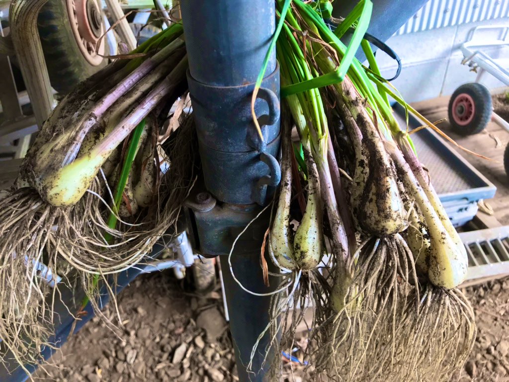 ますながあすか らっきょう収穫 1コンテナは親戚のお家にあげて残りの処理作業をしたら 葉っぱとヒゲ取ったらこれくらいになりました 4枚目の写真は来年の為に植えるよう いつもご馳走になるばかりだけど 今年は私もらっきょう漬けに挑戦することに