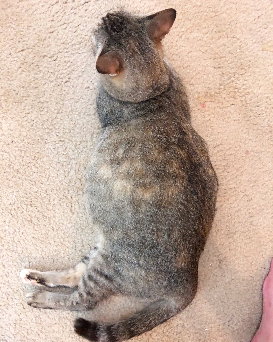 FurryNationSalv's tweet photo. WHO WANTS TO PLaY? the person who guesses correctly will get to name Sandy’s babies! 1) What day will Sandy give birth? 2) What time will she begin delivering 3) how many babies will she have??! https://t.co/iE5h3Tnvlm
