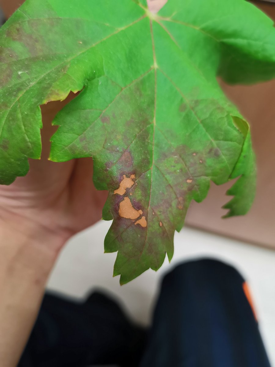 むちぃ ブドウの葉っぱが病気になってたので切除 褐斑病ですかね むちぃ ブドウの葉っぱが病気になってたので切除 褐斑病ですかね