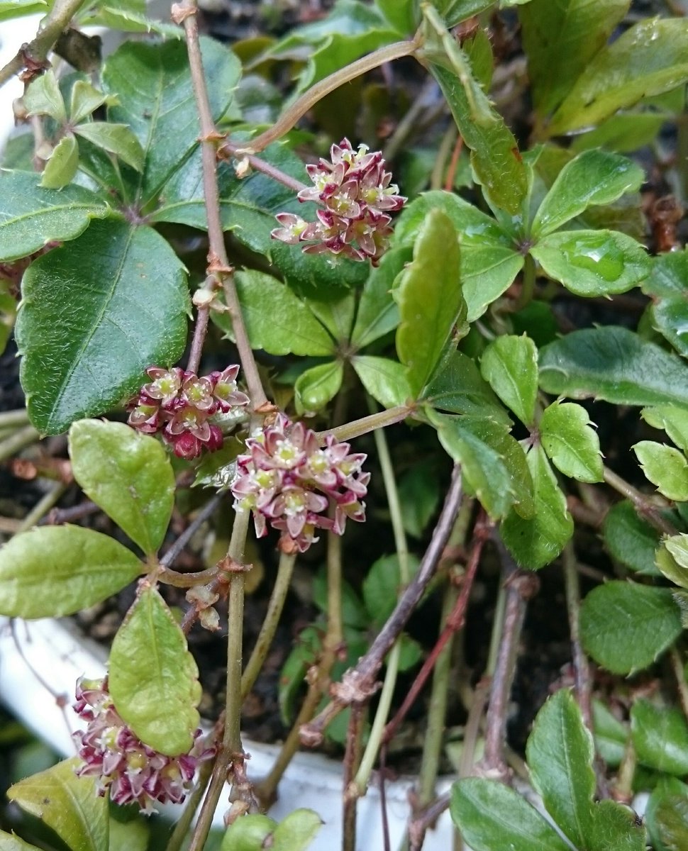 バーバルラ シュガーバインに花が