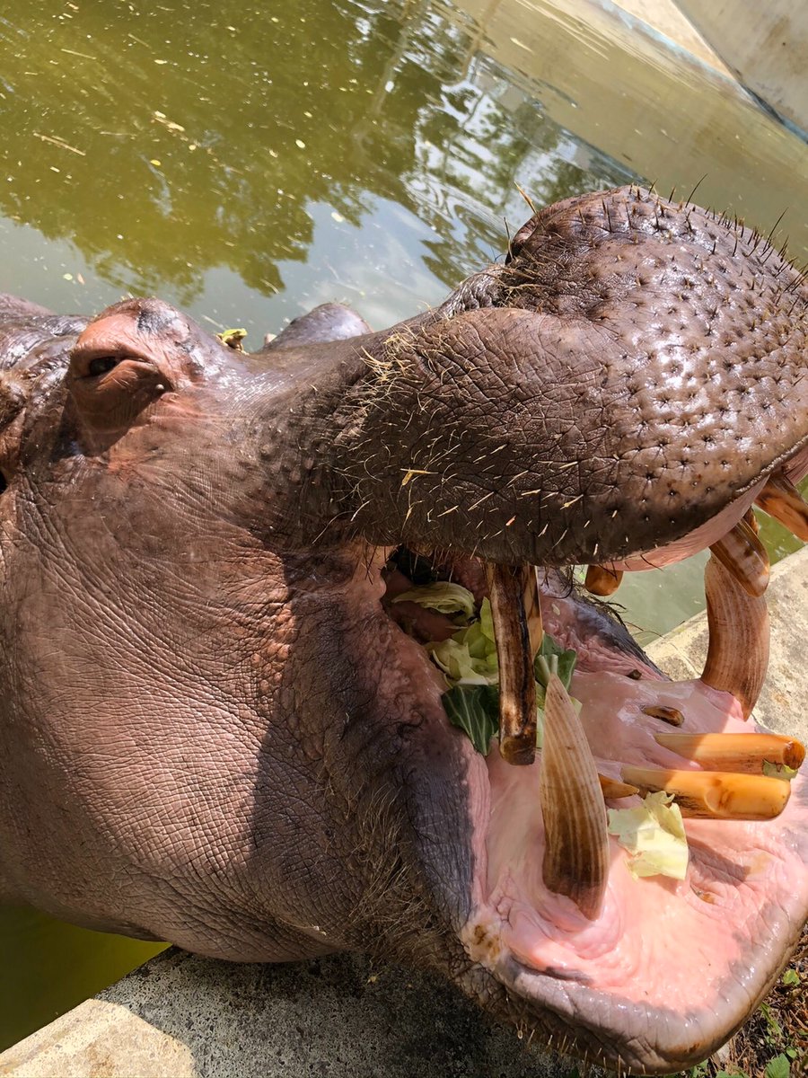 東武動物公園 公式 リュウくん 今日はカバのマイのお友達を紹介します 探してみてね ﾟ ﾟ カバ マイ