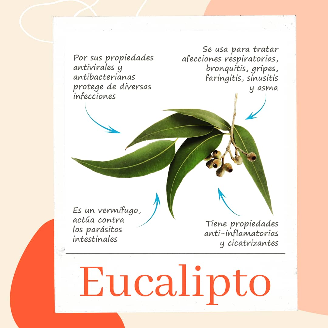 BambuMedicalSpa's tweet photo. 🆅🅴🅽🆃🅰🆂 🅾🅽-🅻🅸🅽🅴
Dile a dios al resfriado! Con un rico té de eucalipto.
Contáctanos:+56959375986
#COVID2019chile #QuedateEnCasa #Twitter 
#resfriado #LosRios #eucalipto #LosLagos #valdiviacl  #Tos 
@BambuMedicalSpa @pymescl @eucalipto @ventaonline https://t.co/Re2ETBN2Ni